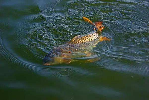 魚(yú)蝦膨化料價(jià)格