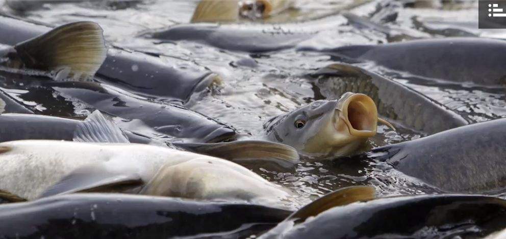 魚(yú)蝦飼料批發(fā)