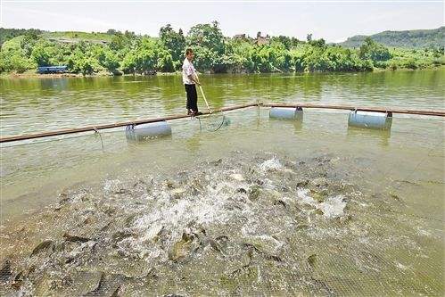 濱州高質量魚蝦飼料品牌價格