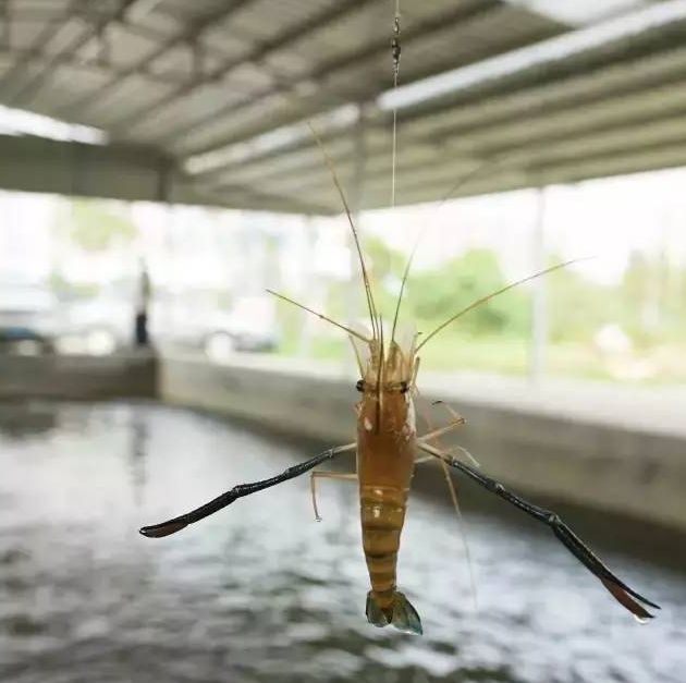 菏澤哪里有魚蝦膨化料工廠廠家