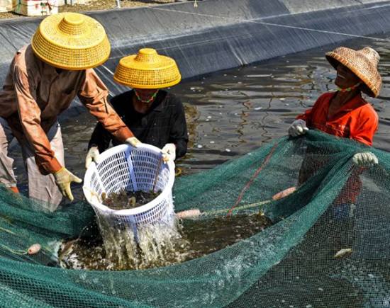 遼寧哪里有魚蝦飼料價(jià)格價(jià)格