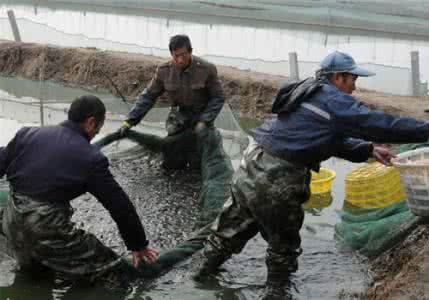 菏澤哪里有魚蝦膨化料工廠廠家